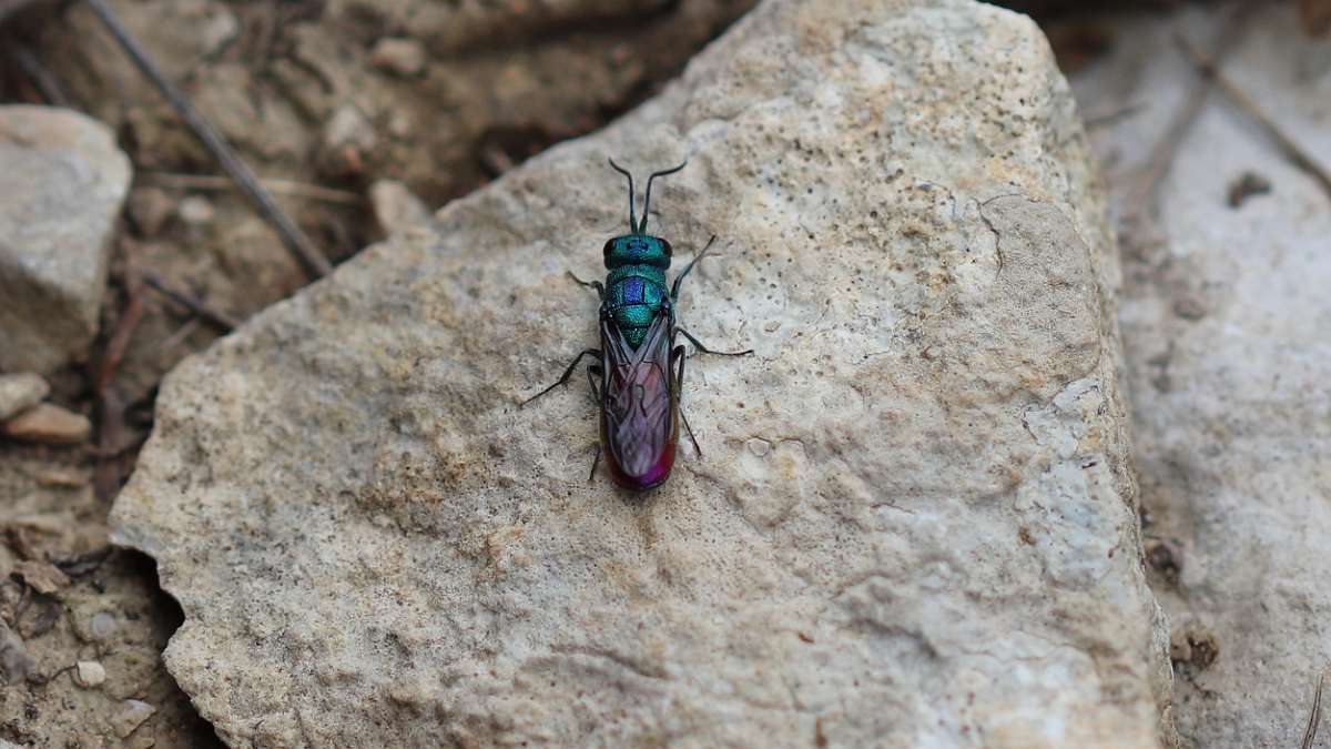 Chryside dorée ou guêpe coucou