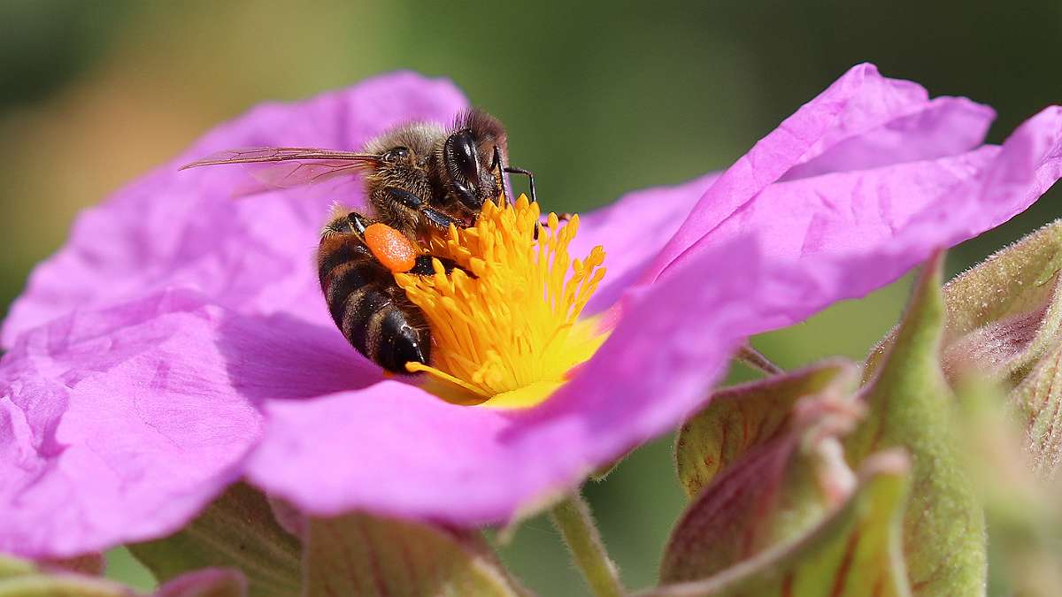 abeille domestique