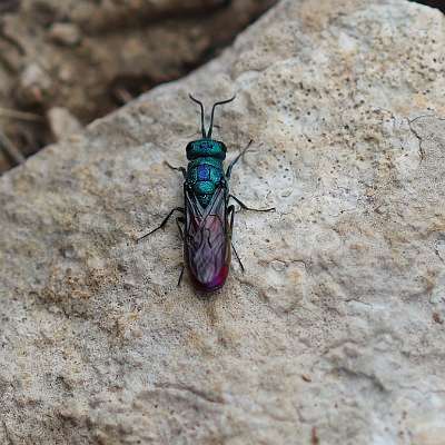 Chryside dorée ou guêpe coucou