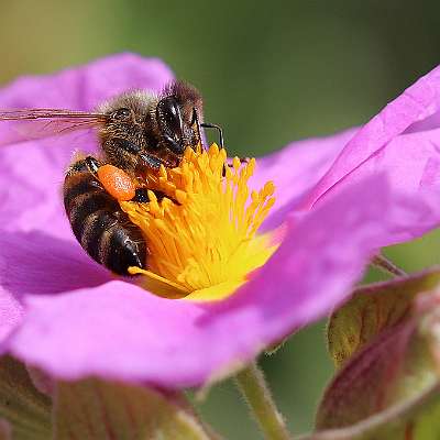 abeille domestique