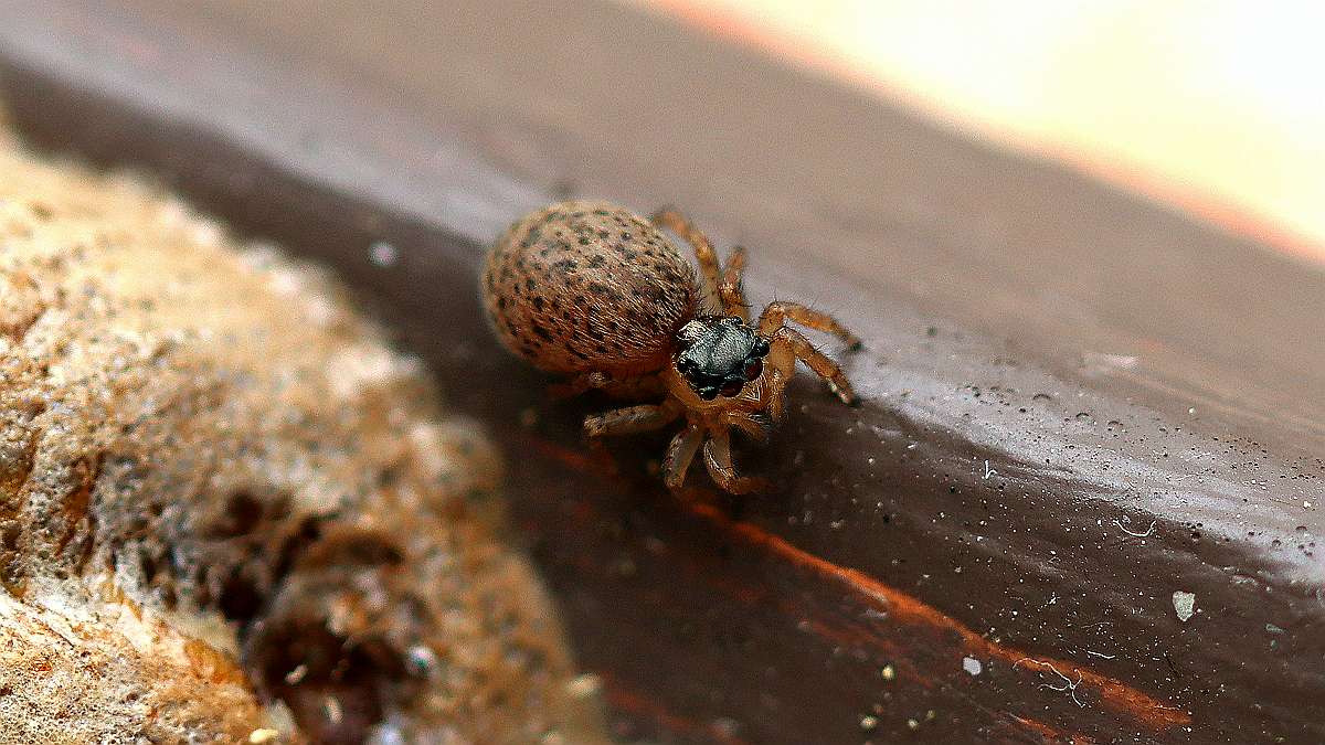 IMG_9742a