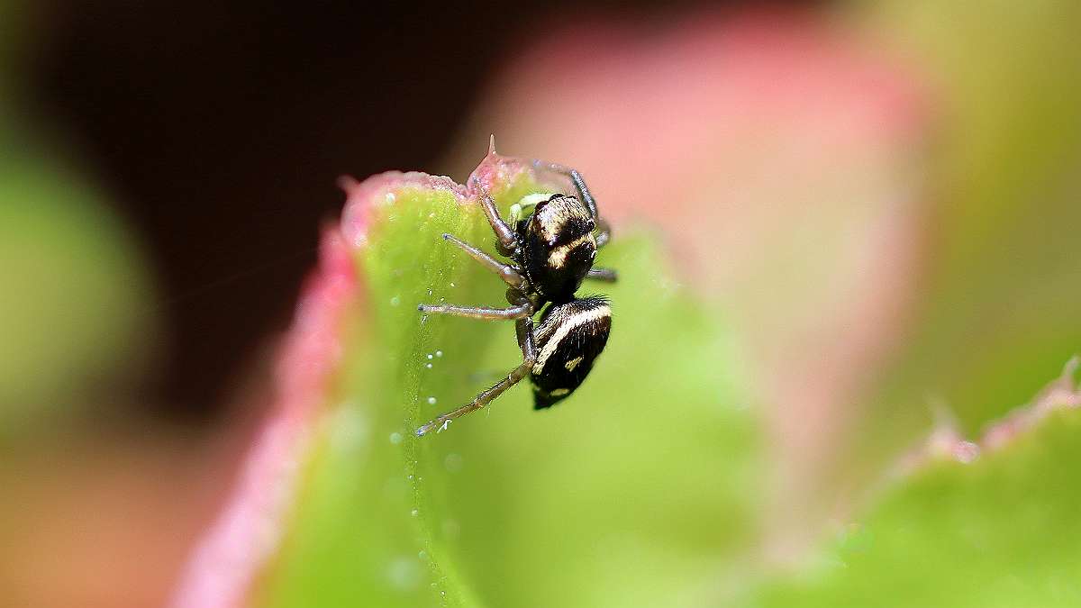 IMG_9808a
