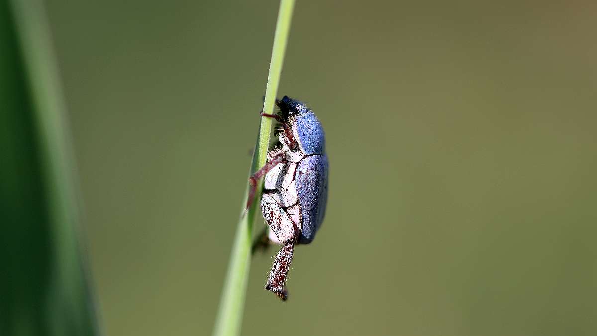 IMG_0018a