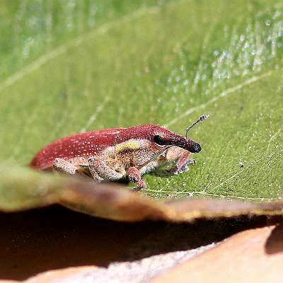 Lixus vilisa