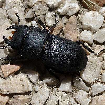 dorcus parallelipipedus