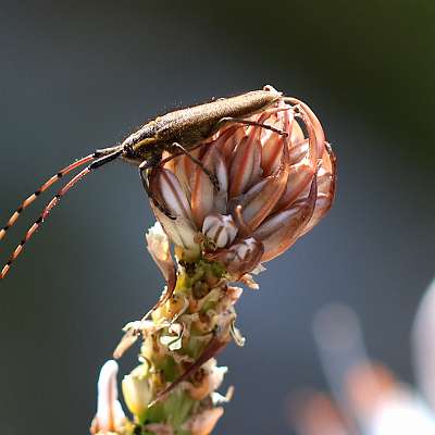 l'agapanthe de l'asphodèle