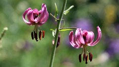 IMG_0219a