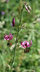 IMG_0220a