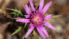 IMG_0256a