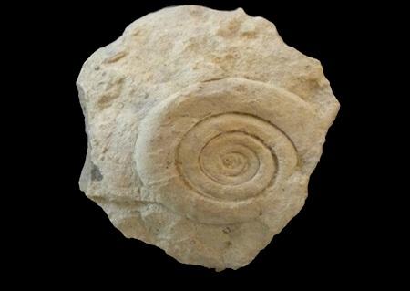 Ammonite