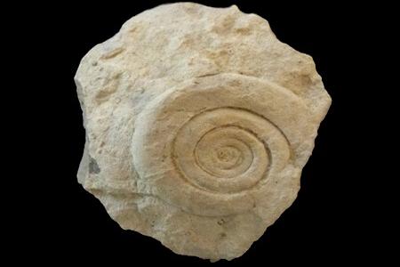 Ammonite