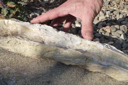 Voici quelques photos de fossiles que nous avons trouvé en languedoc, ci dessus une huitre de belle taille trouvée dans les vignes du coté de capestang