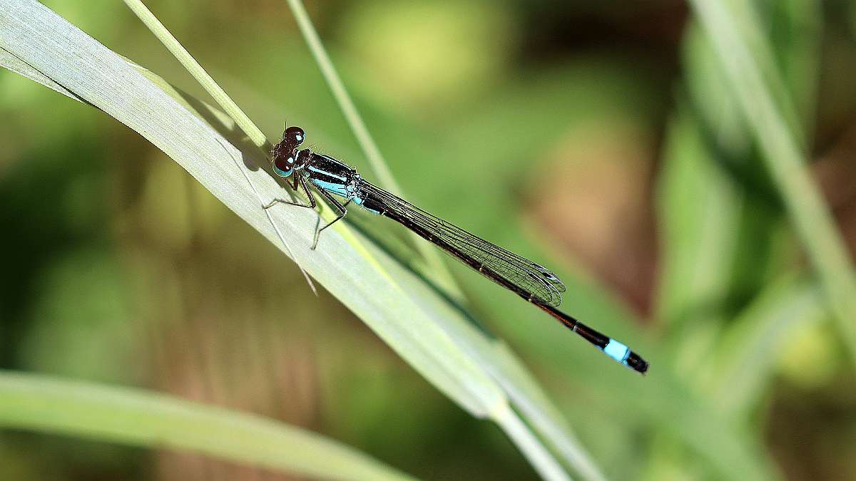 IMG_0035a