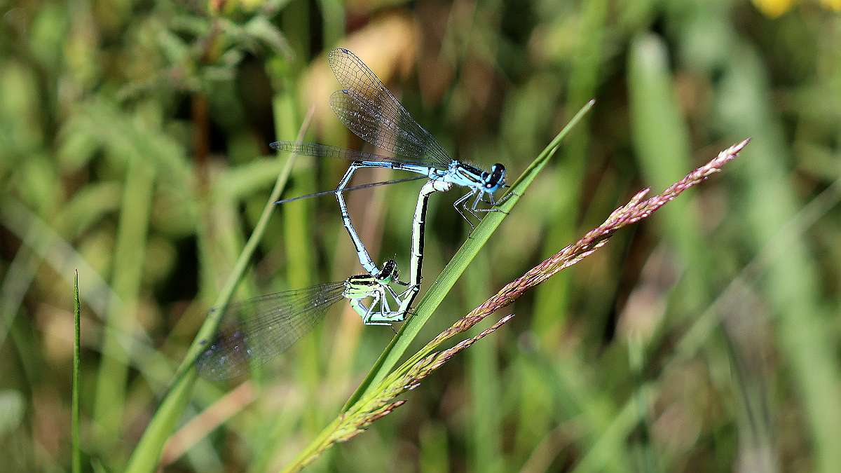 IMG_0183a