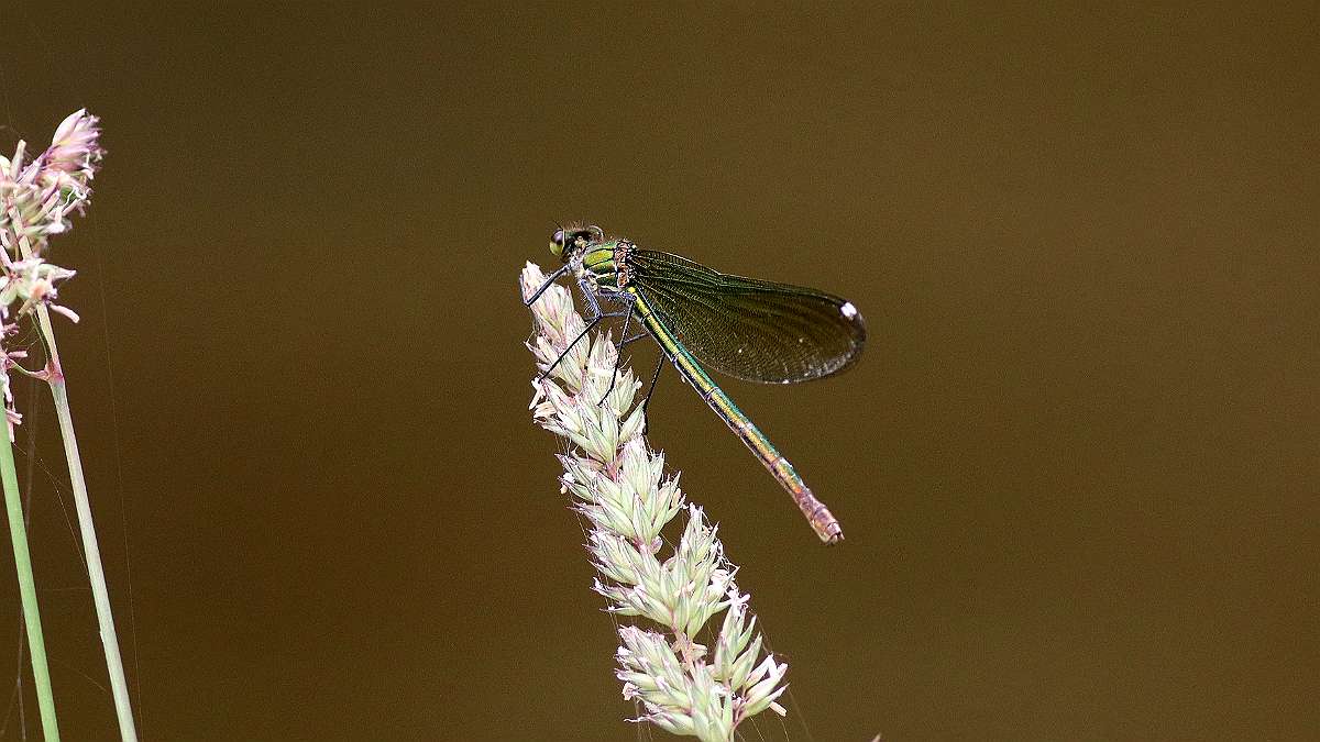 IMG_0510a
