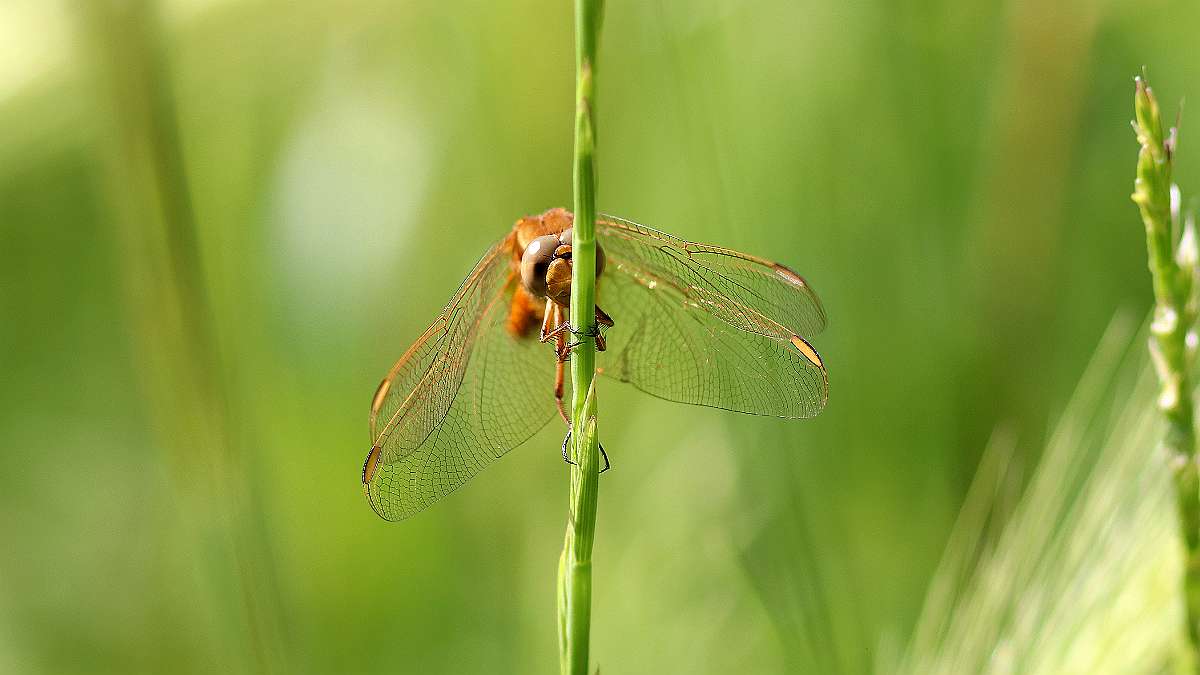 IMG_6244a