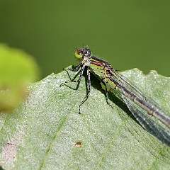 IMG_0005a