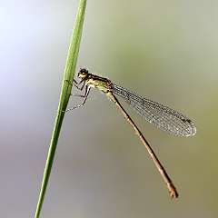 IMG_0013a