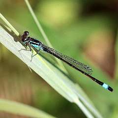 IMG_0035a