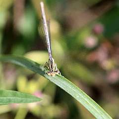 IMG_0039a