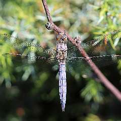IMG_0102a