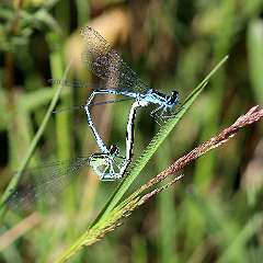 IMG_0183a