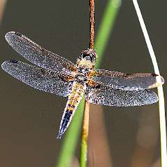 IMG_0203a