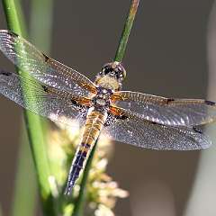IMG_0206a (2)