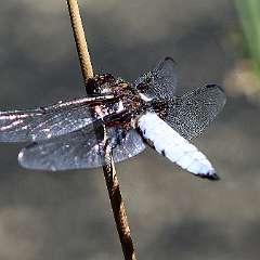 IMG_0211a