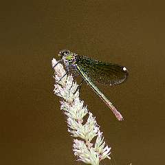 IMG_0510a