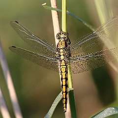 IMG_0995a1