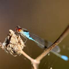 IMG_8869a