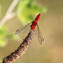 IMG_8888a