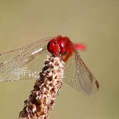 IMG_8895a