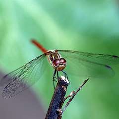 IMG_8985a