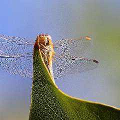 IMG_9048a
