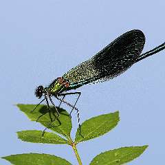 IMG_9821a
