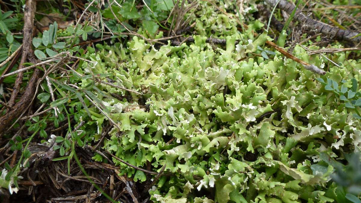 Lichen 4
