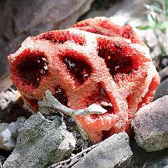 IMG_8270 Clathrus ruber