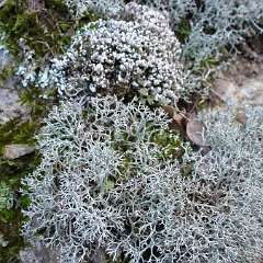 Lichen 1