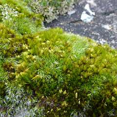 Lichen 10