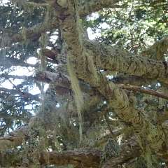 Lichen 2