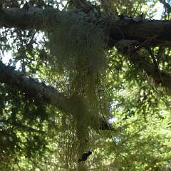 Lichen 3