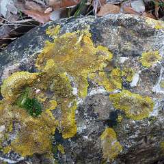 Lichen 5