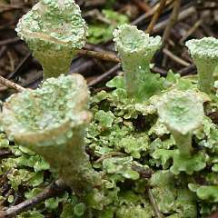 Lichen 6