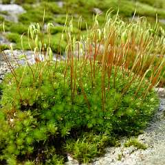 Lichen 7