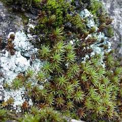 Lichen 8
