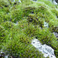 Lichen 9