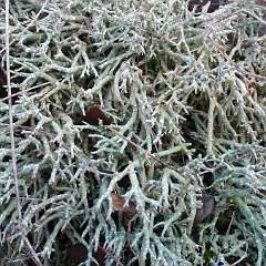 Lichen