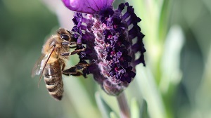 insectes les abeilles.